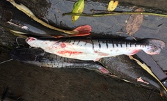 Pseudoplatystoma punctifer
