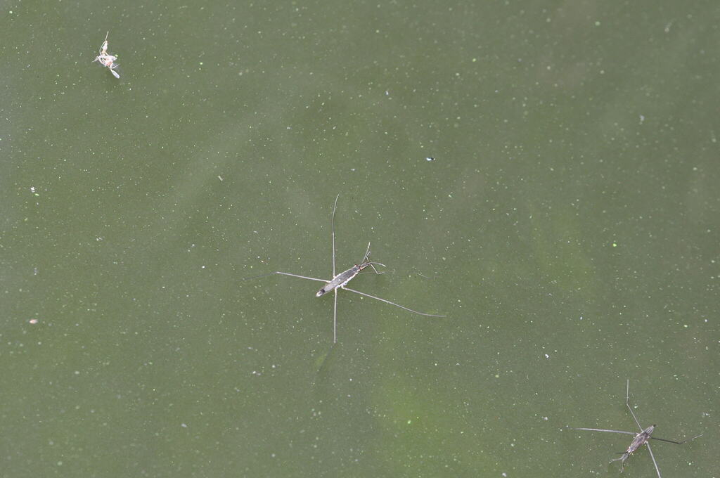 lake pondskater from Veresegyház, 2112 Hungary on August 1, 2023 at 12: ...