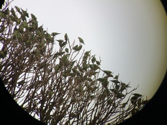 Brotogeris versicolurus