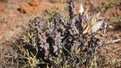 Quaqua mammillaris