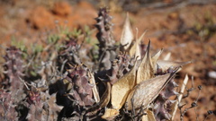 Quaqua mammillaris