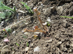 Claytonia rubra