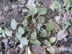 Claytonia rubra