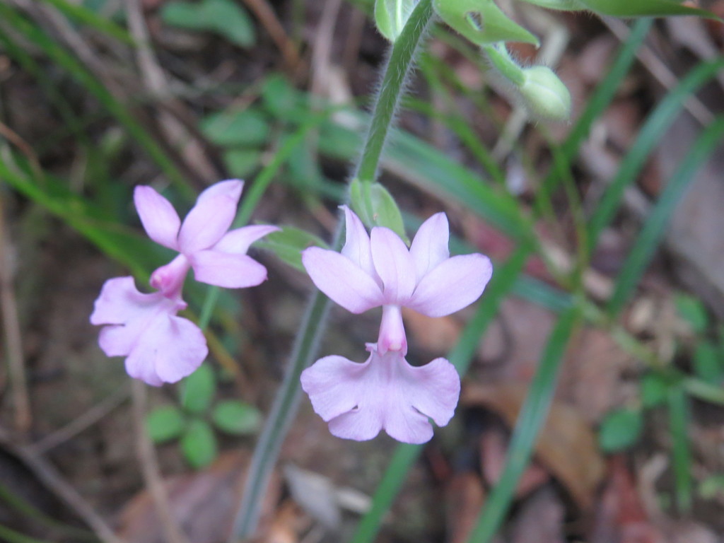 Calanthe rubens (Calanthe rubens)