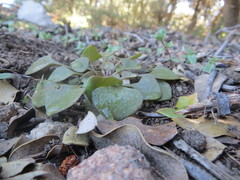 Claytonia rubra