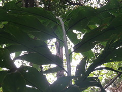 Etlingera philippinensis
