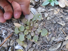 Claytonia rubra