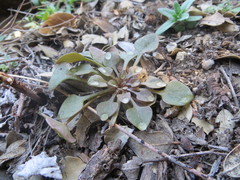 Claytonia rubra