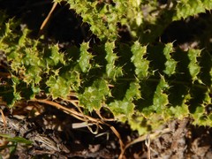 Berkheya carduoides
