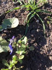 Veronica syriaca