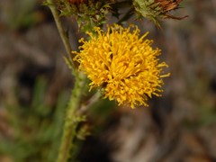 Berkheya carduoides