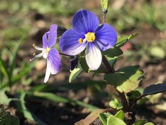 Veronica syriaca