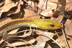 Chironius spixii