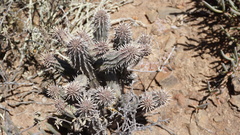 Euphorbia nesemannii