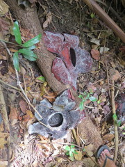 Rafflesia speciosa