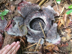 Rafflesia speciosa