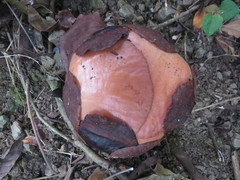 Rafflesia speciosa