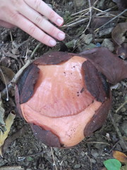 Rafflesia speciosa