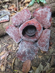 Rafflesia speciosa