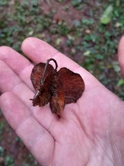 Balfourodendron riedelianum, photograph author not stated, no rights reserved