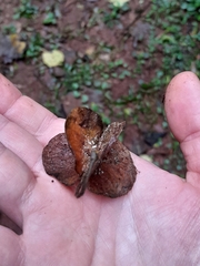 Balfourodendron riedelianum, photograph author not stated, no rights reserved