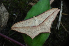 Timandra convectaria
