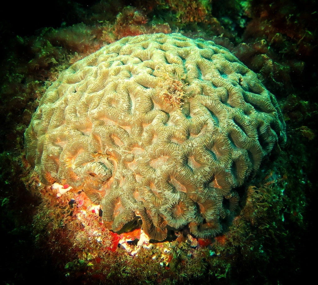 Rio Brain Coral