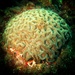 Rio Brain Coral - Photo (c) Rodrigo Canalli, some rights reserved (CC BY), uploaded by Rodrigo Canalli