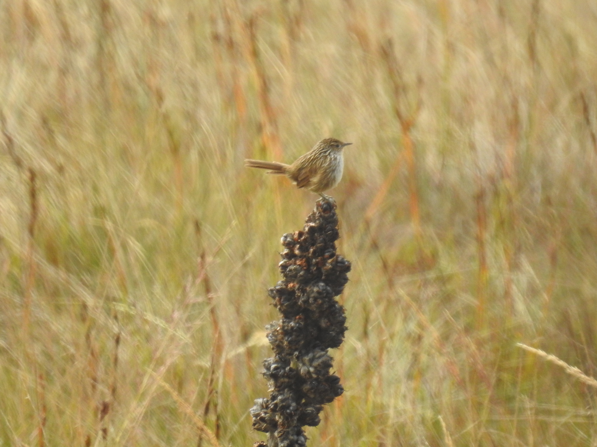 Junin Canastero (Asthenes virgata), photo 2