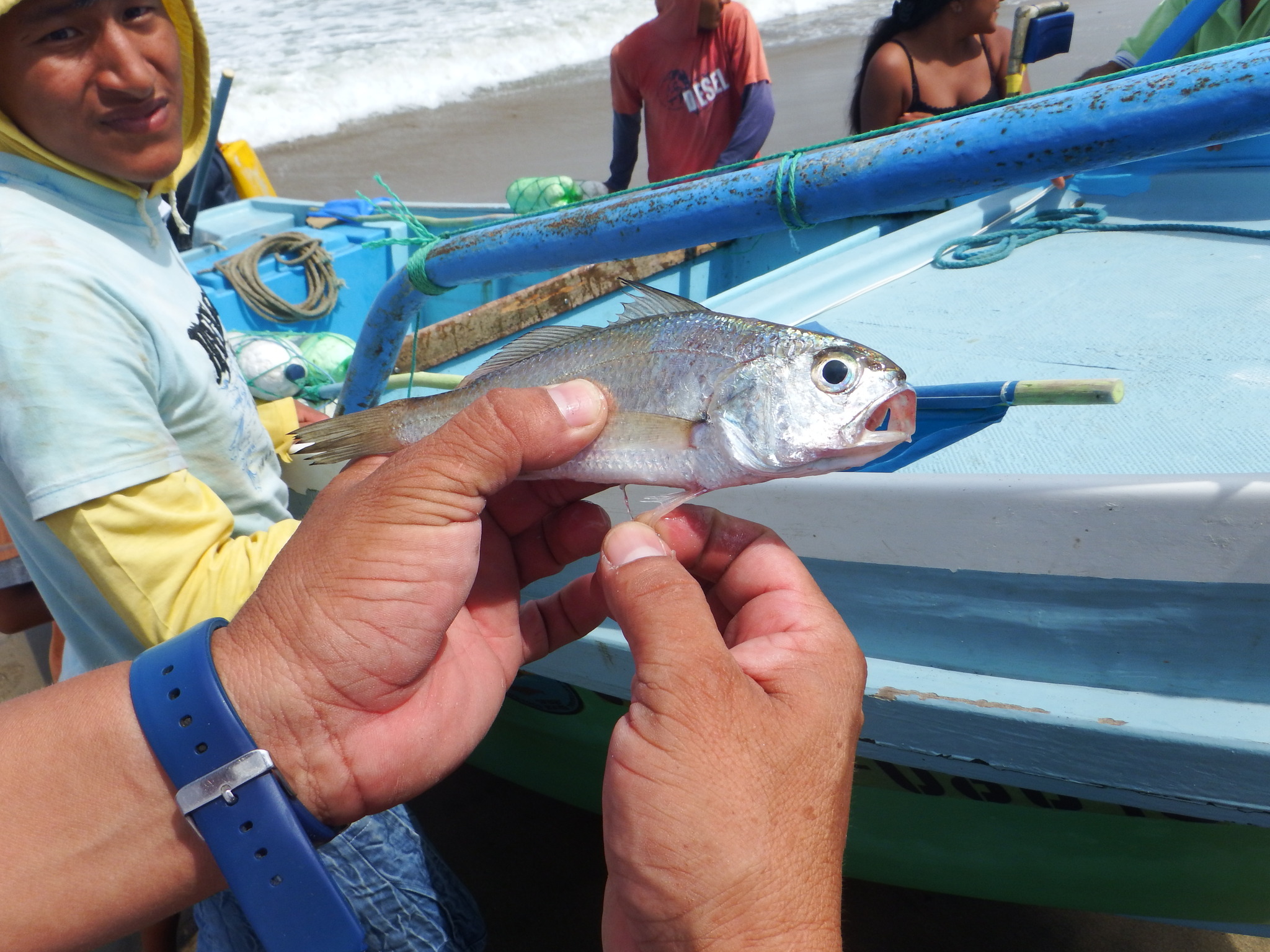 Swordspine Croaker photo 2
