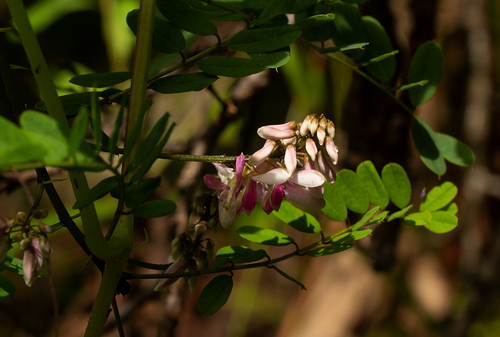 Indigofera roseocaerulea image