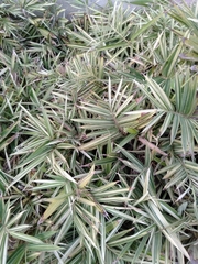 Pleioblastus fortunei