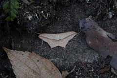 Timandra convectaria