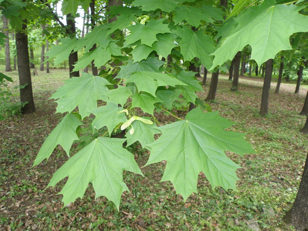 Norway maple (Wetland Plants of Georgia) · iNaturalist