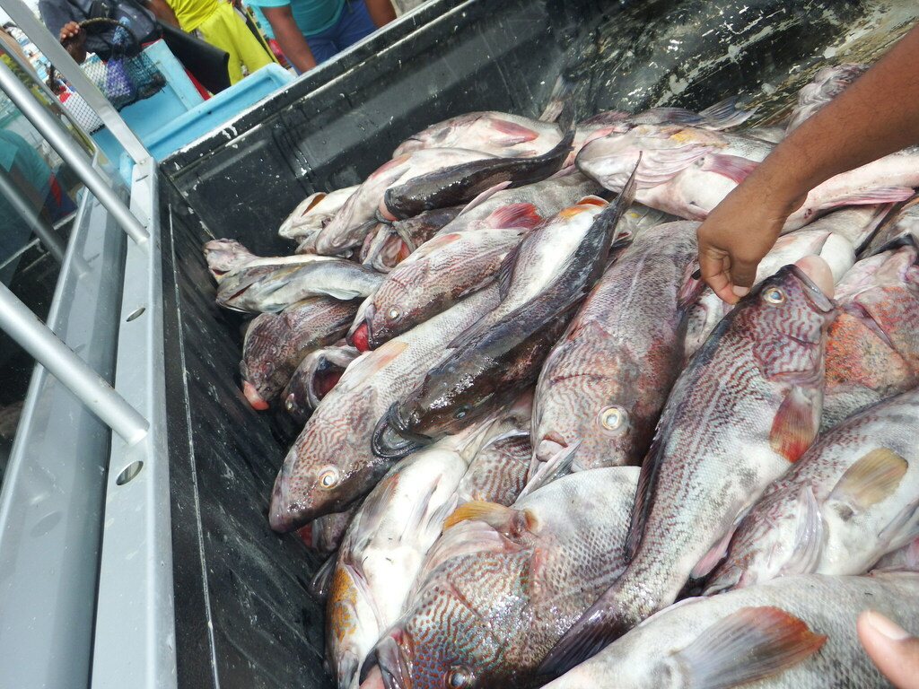 Callao sand bass (Paralabrax callaensis) — Serranidae