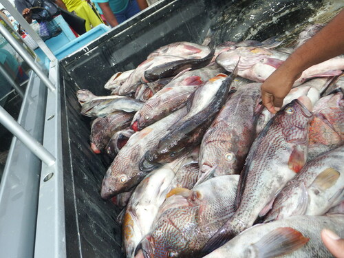 Callao sand bass (Paralabrax callaensis) — Serranidae