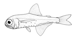 Belted Lanternfish photo 1