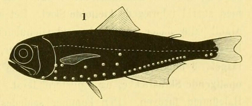 Rough Lanternfish