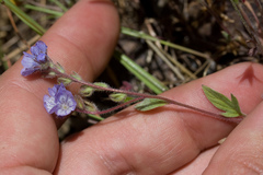 Phacelia breweri