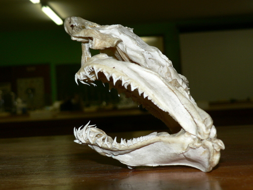 Ragged-Tooth Shark