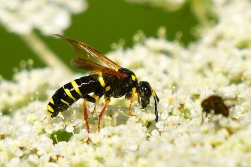 Plantain Wasp-sawfly, photo 2 of 10