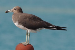 Ichthyaetus hemprichii