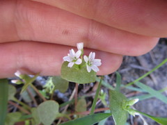 Claytonia rubra