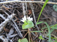 Claytonia rubra