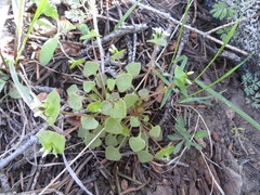 Claytonia rubra