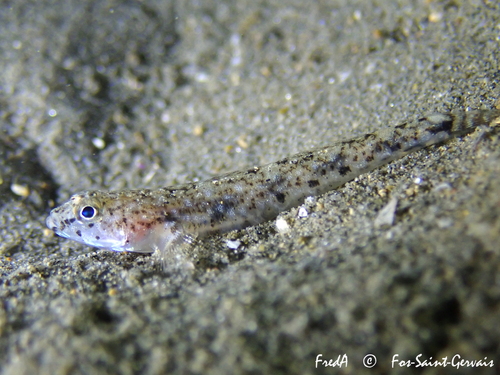 Marbled Goby, photo 10 of 10