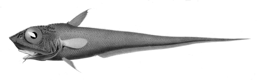 Bigeye Grenadier
