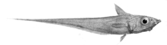 Bigeye Grenadier photo 2