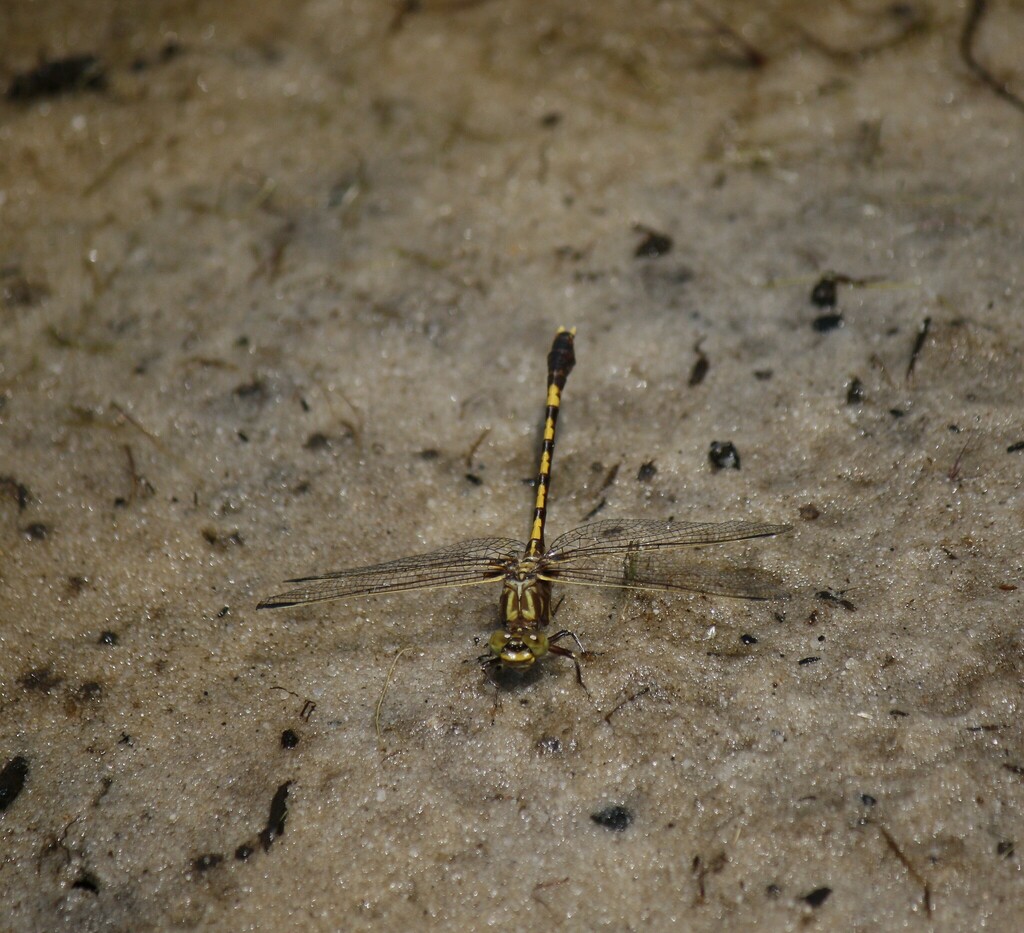 Common Sanddragon
