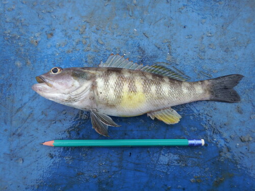 Sand-perch (Diplectrum conceptione) — Serranidae